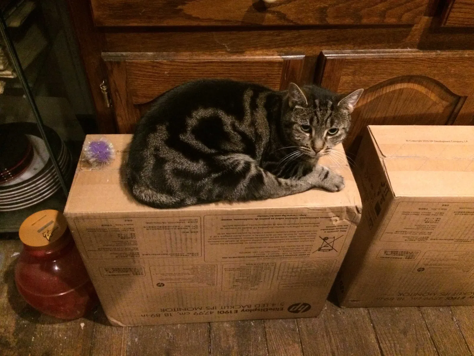 Lost cat in East Hanover, NJ, 7936