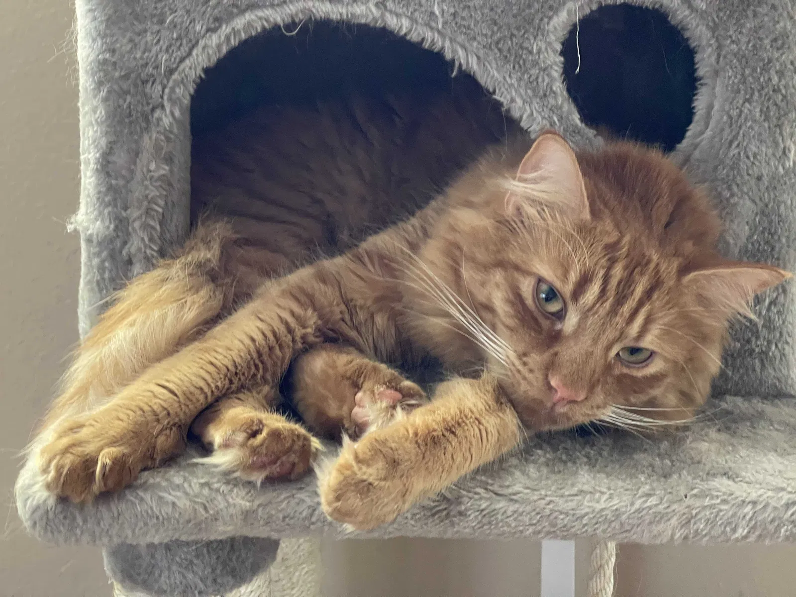 Lost cat in Poway, CA, 92064
