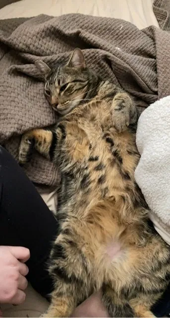 Lost cat in Rochester, MN, 55901