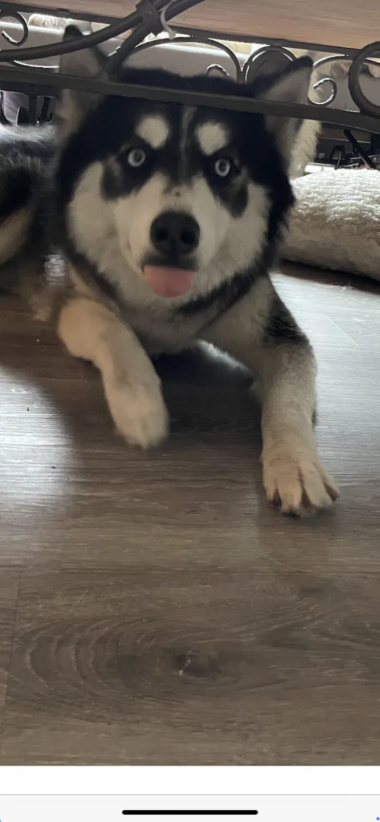 Lost dog in Fort Lauderdale, FL, 33321