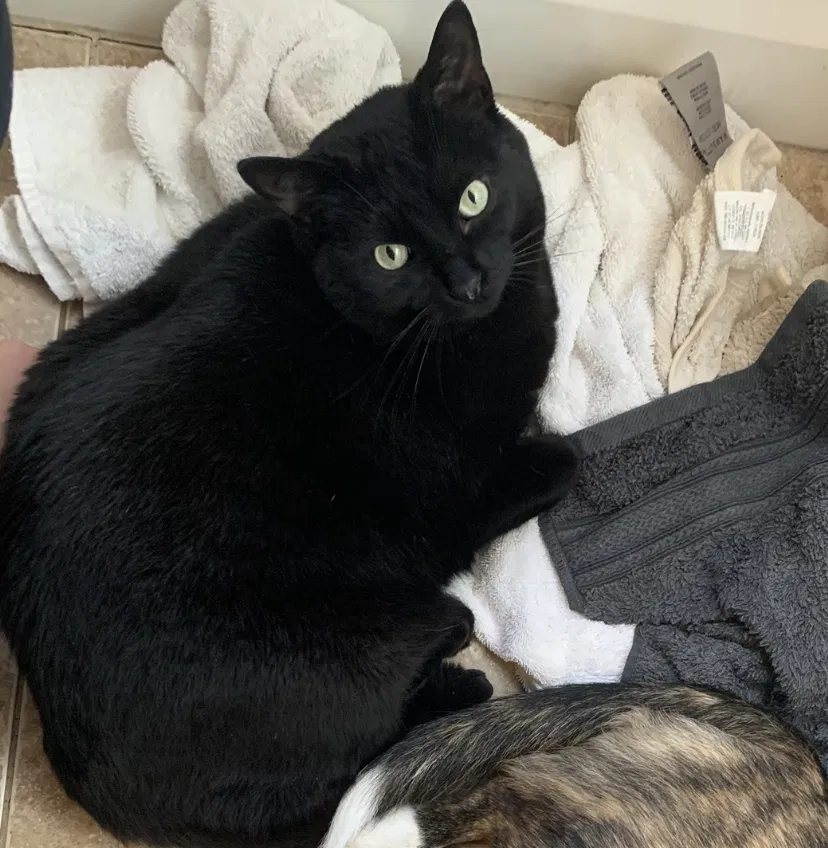 Lost cat in Harrison Township, MI, 48045
