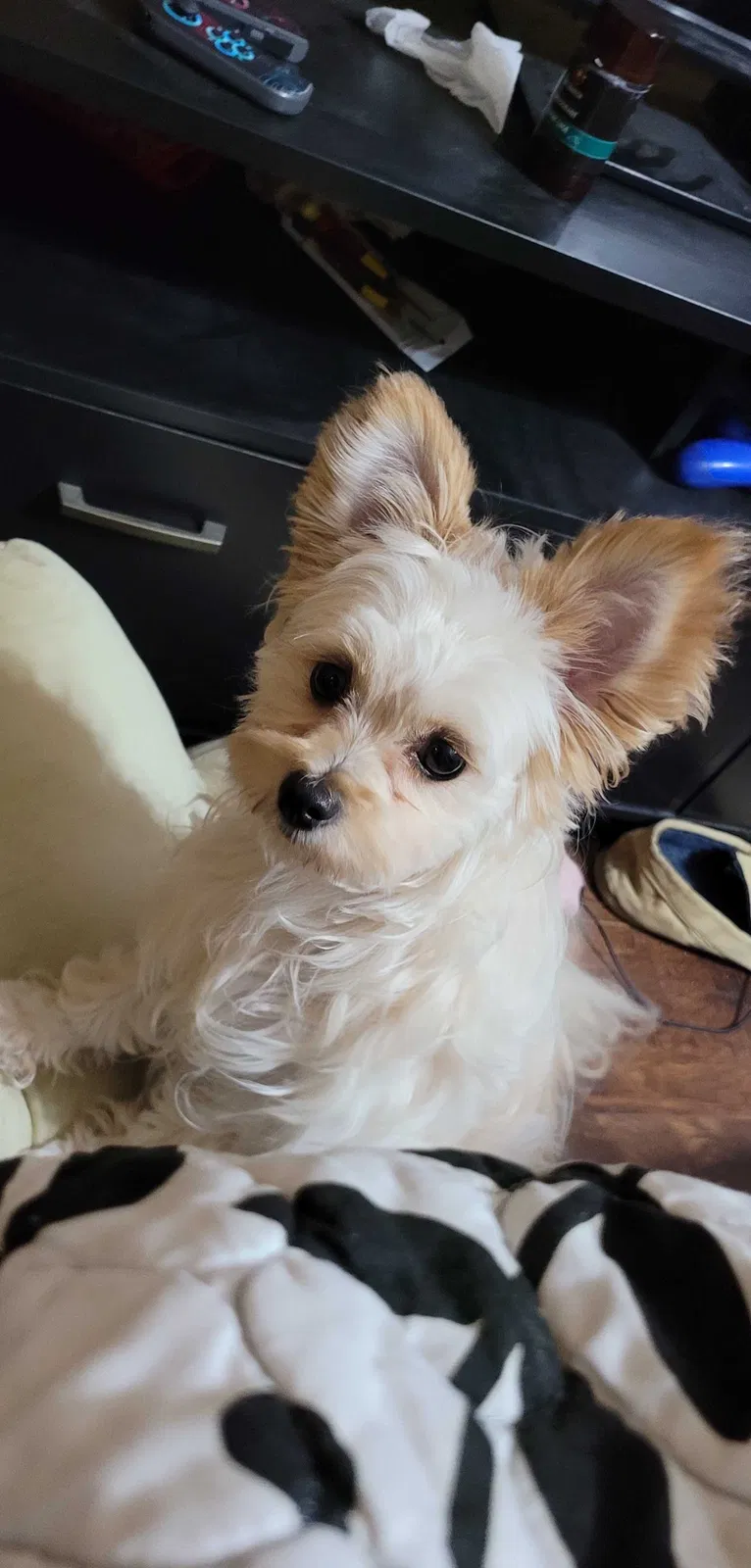 Lost dog in Antioch, TN, 37013
