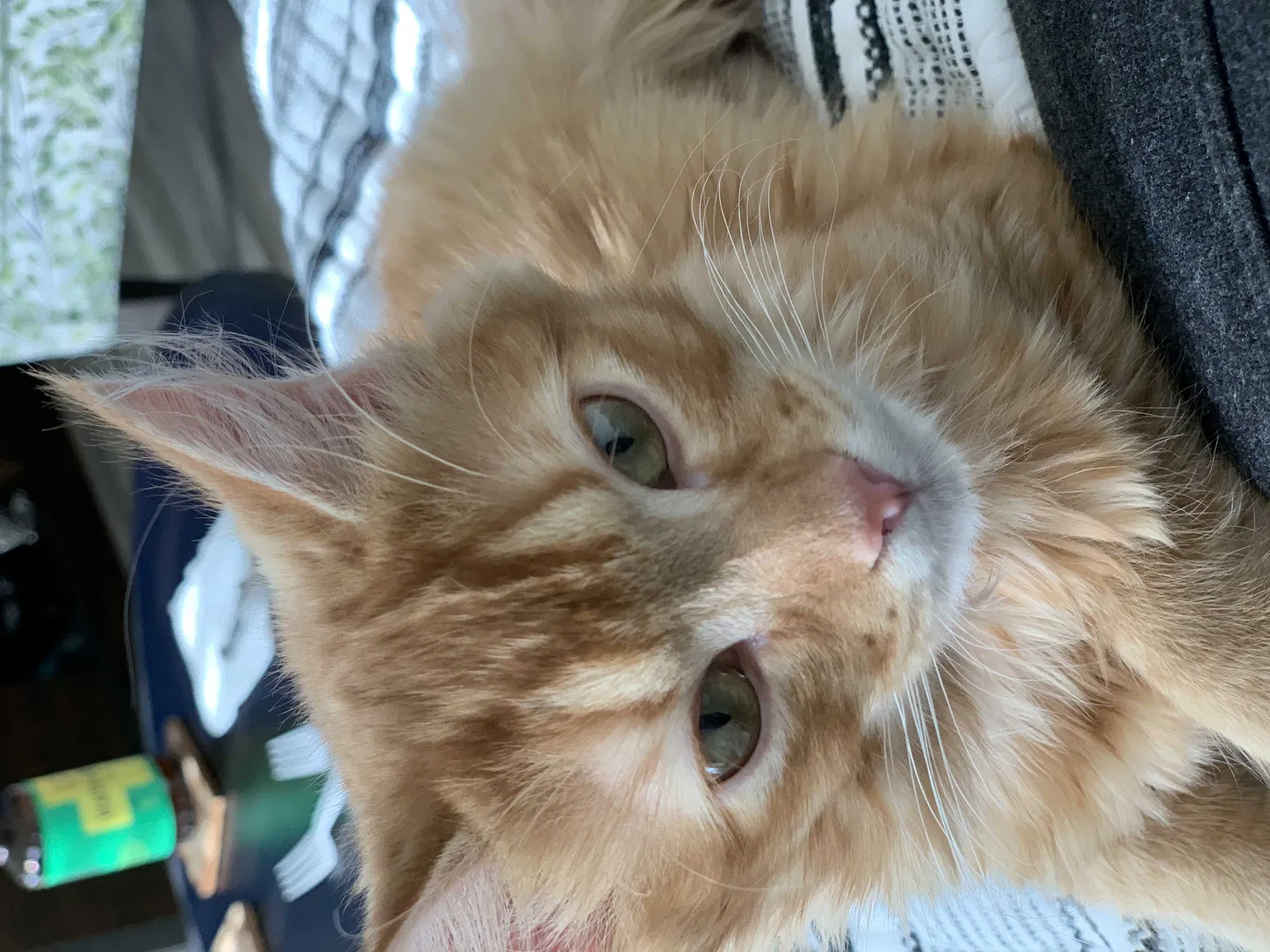Lost cat in Fort Lauderdale, FL, 33315
