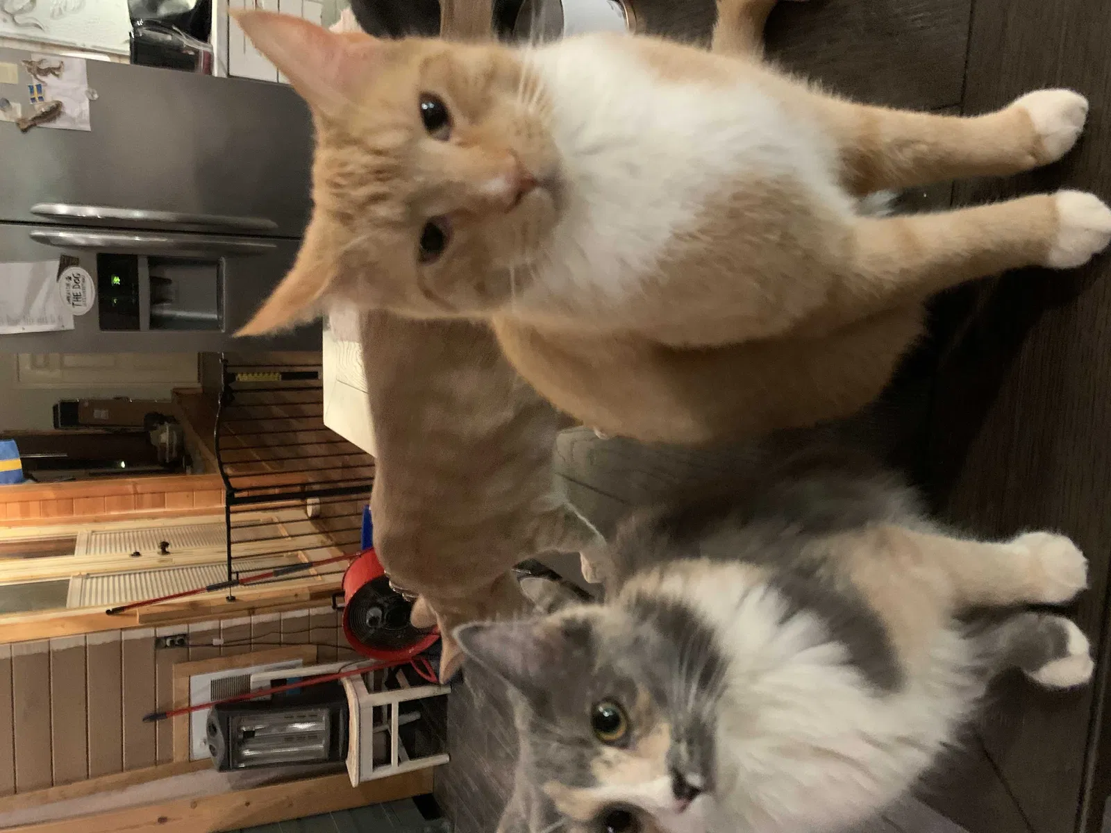 Lost cat in Cleveland, GA, 30528