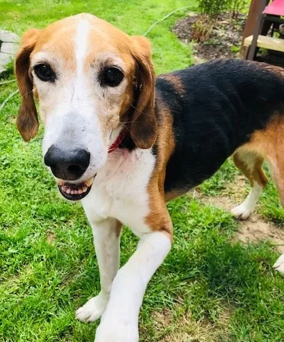 Lost dog in Kansas City, MO, 64152