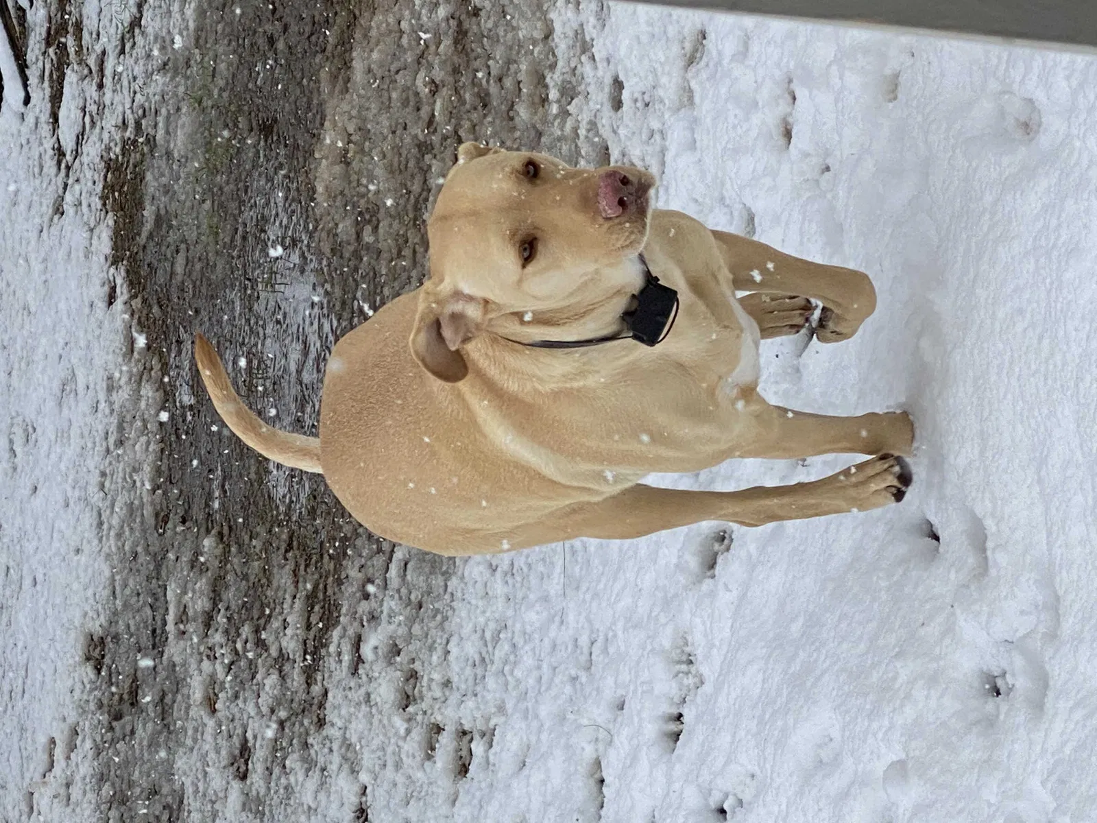 Lost dog in Granbury, TX, 76048