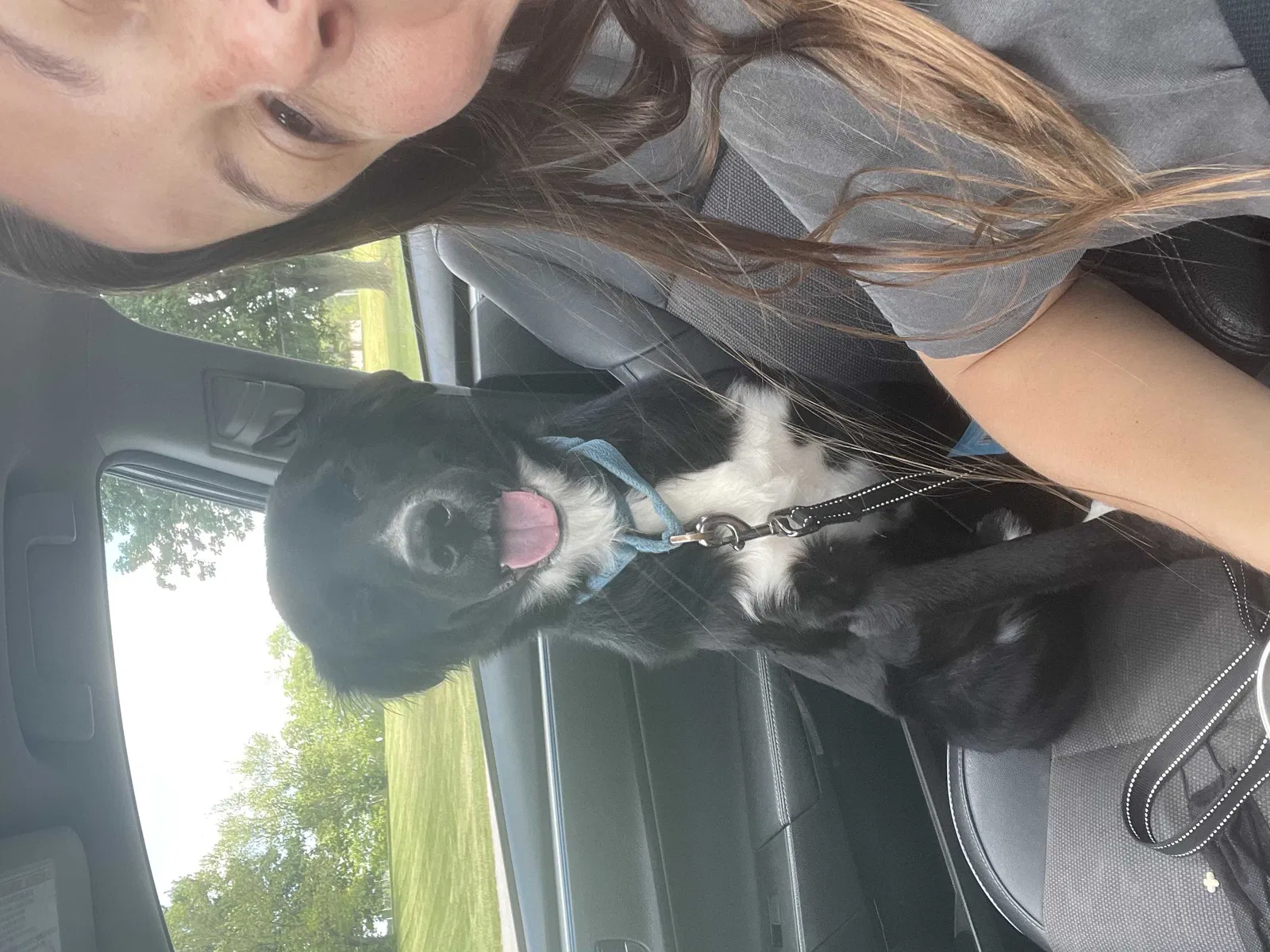 Lost dog in Lexington, KY, 40508