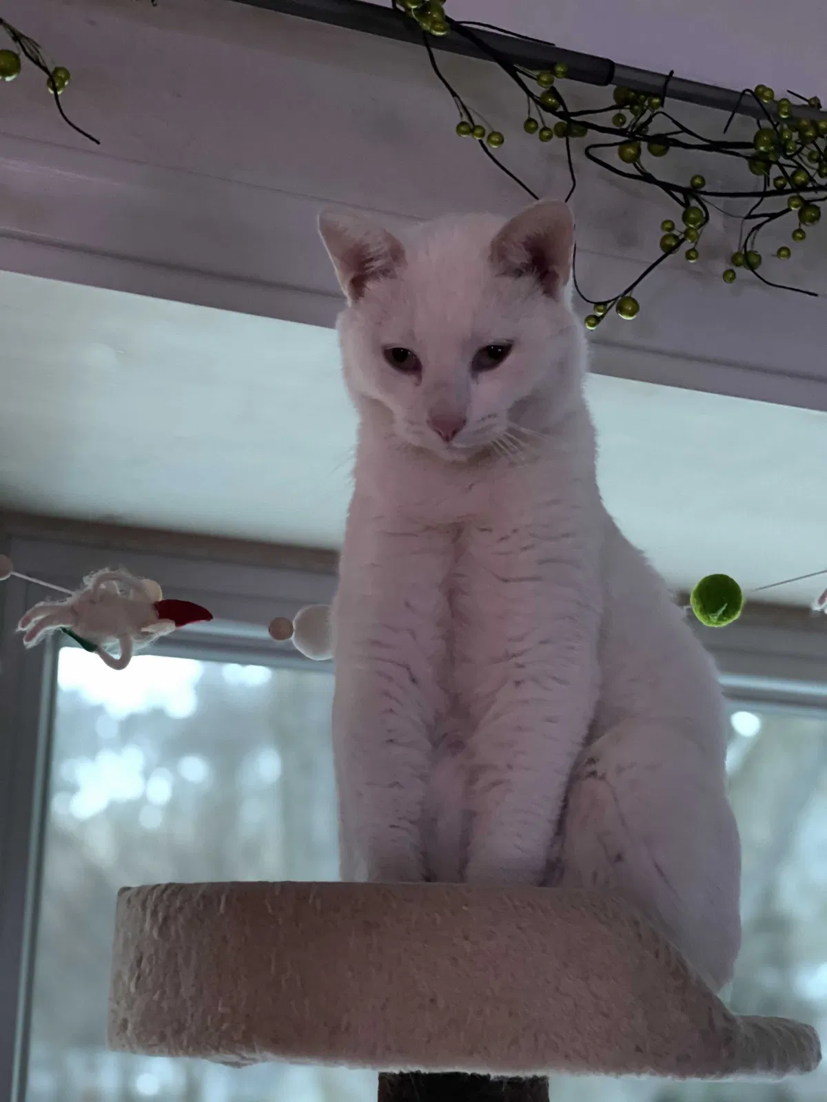 Lost cat in Saint Paul, MN, 55120