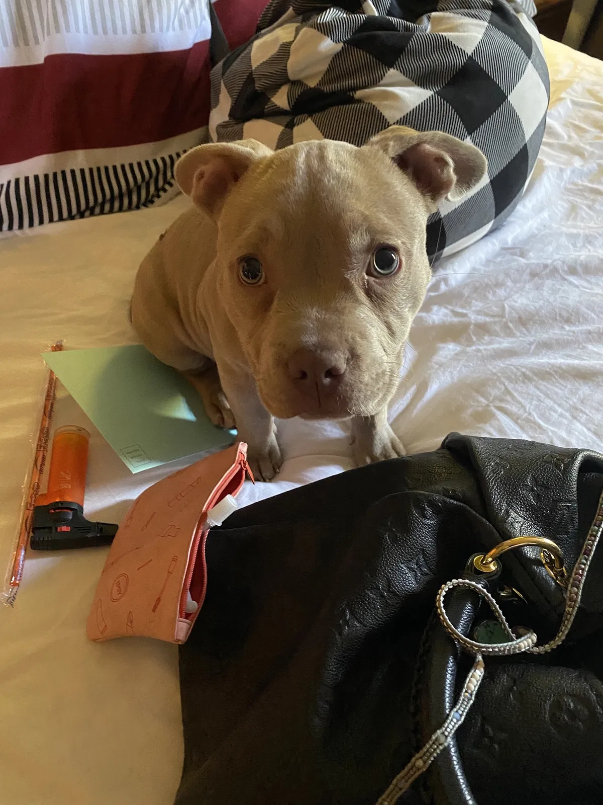 Lost dog in San Diego, CA, 92111