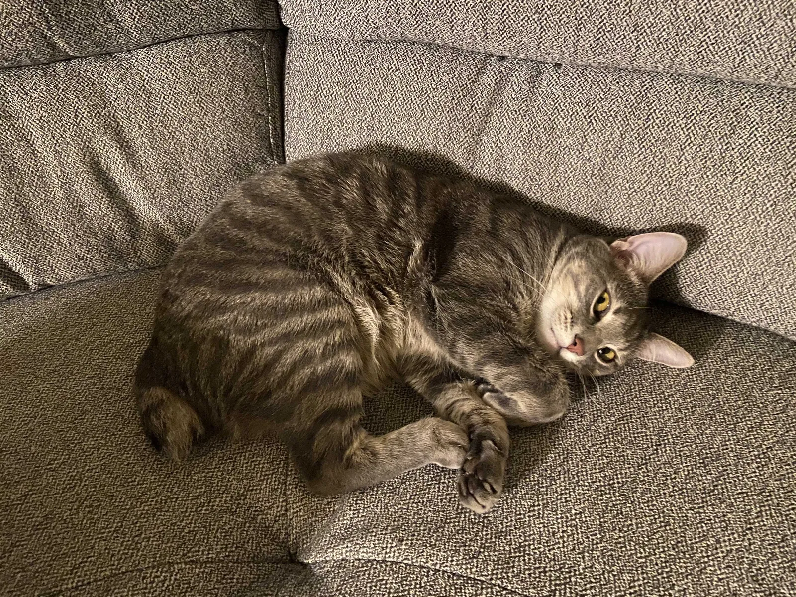 Lost cat in Rancho Cordova, CA, 95670
