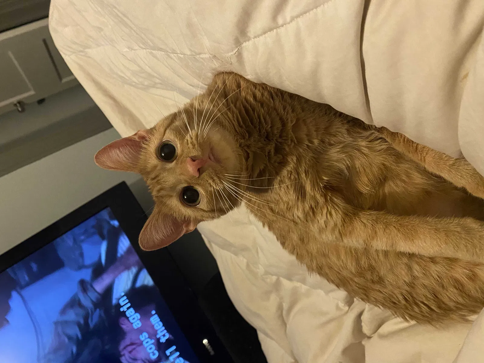 Lost cat in Lawrence, KS, 66044