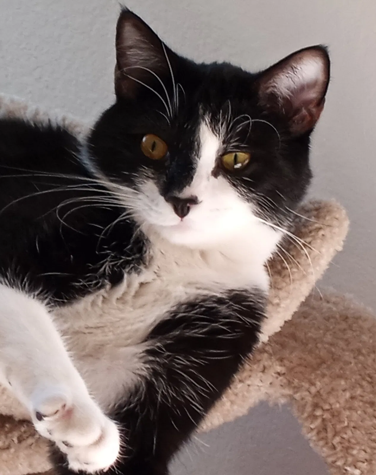 Lost cat in Bonita, CA, 91902