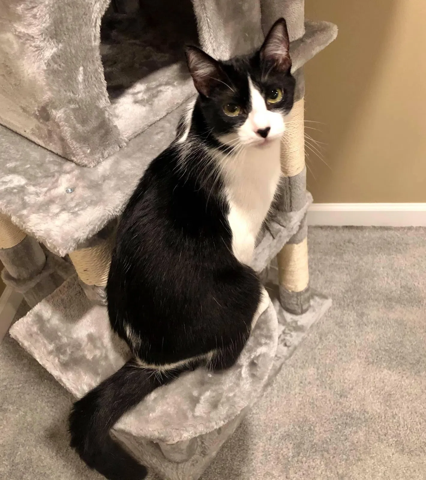 Lost cat in Gresham, OR, 97030