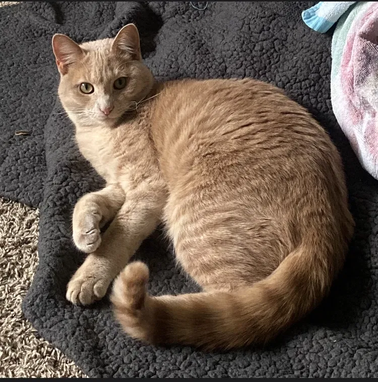 Lost cat in Minneapolis, MN, 55432