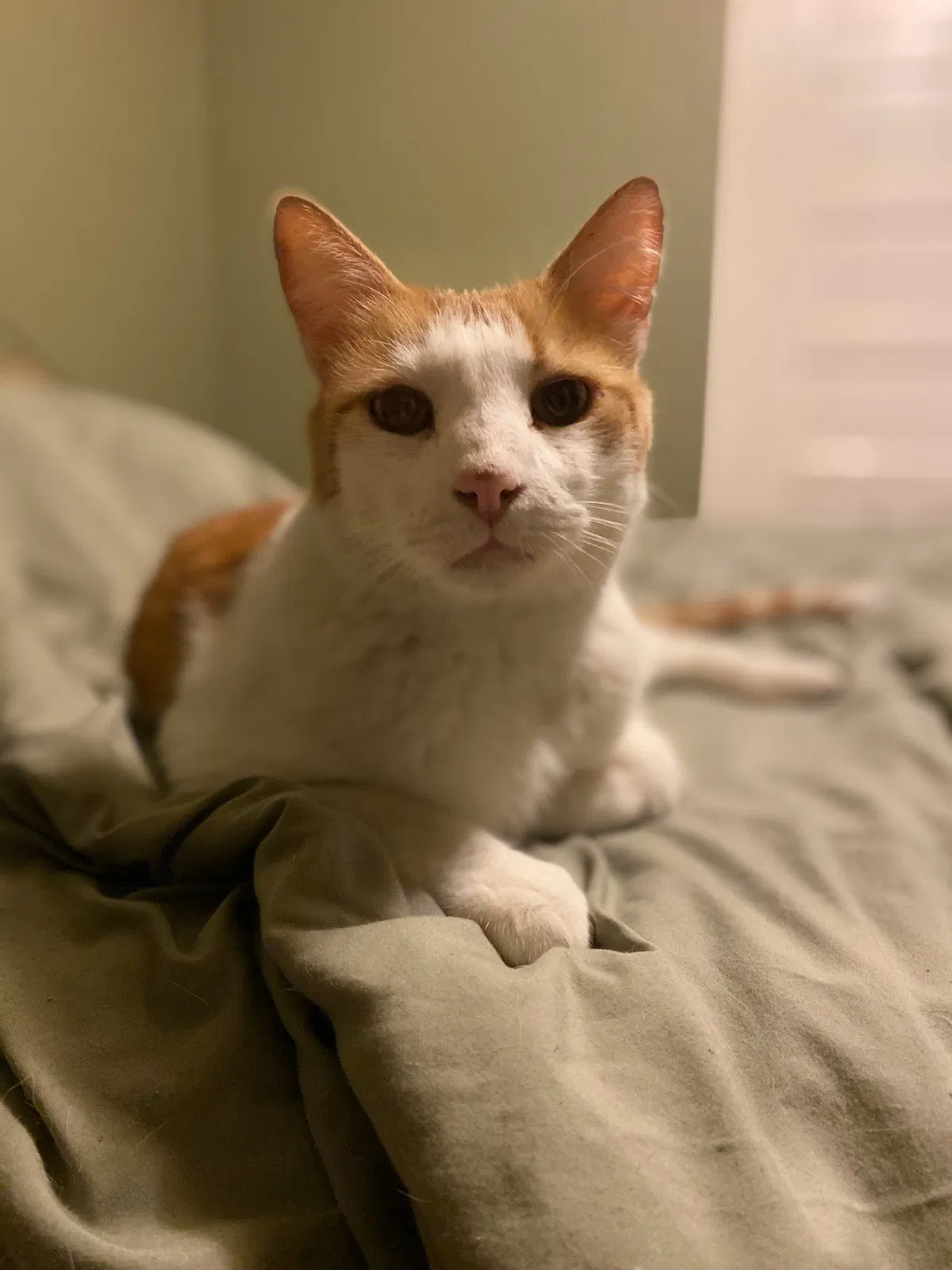 Lost cat in Denver, CO, 80223