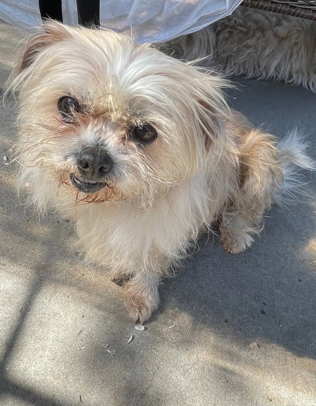Lost dog in Pacoima, CA, 91331