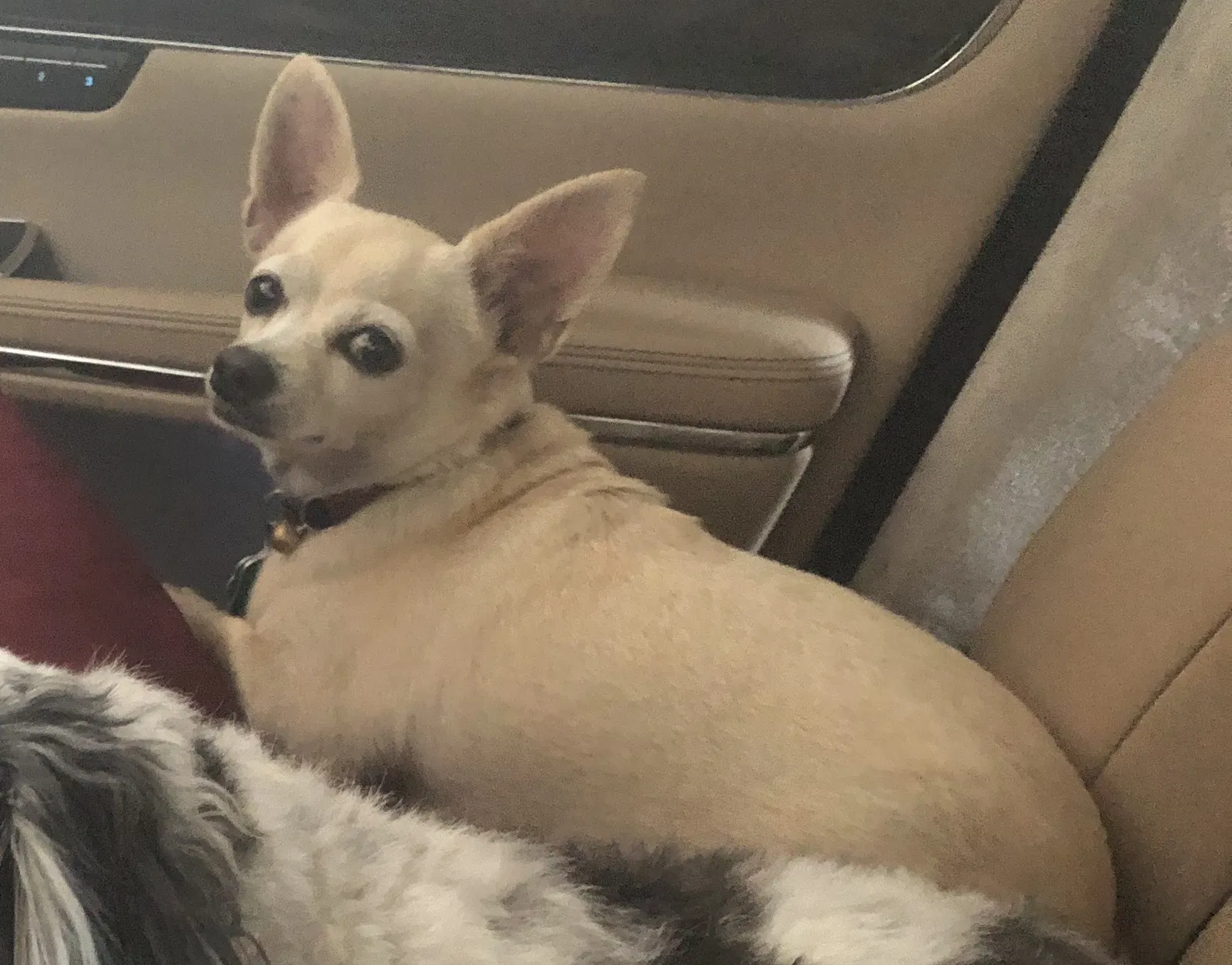 Lost dog in Miami, FL, 33161