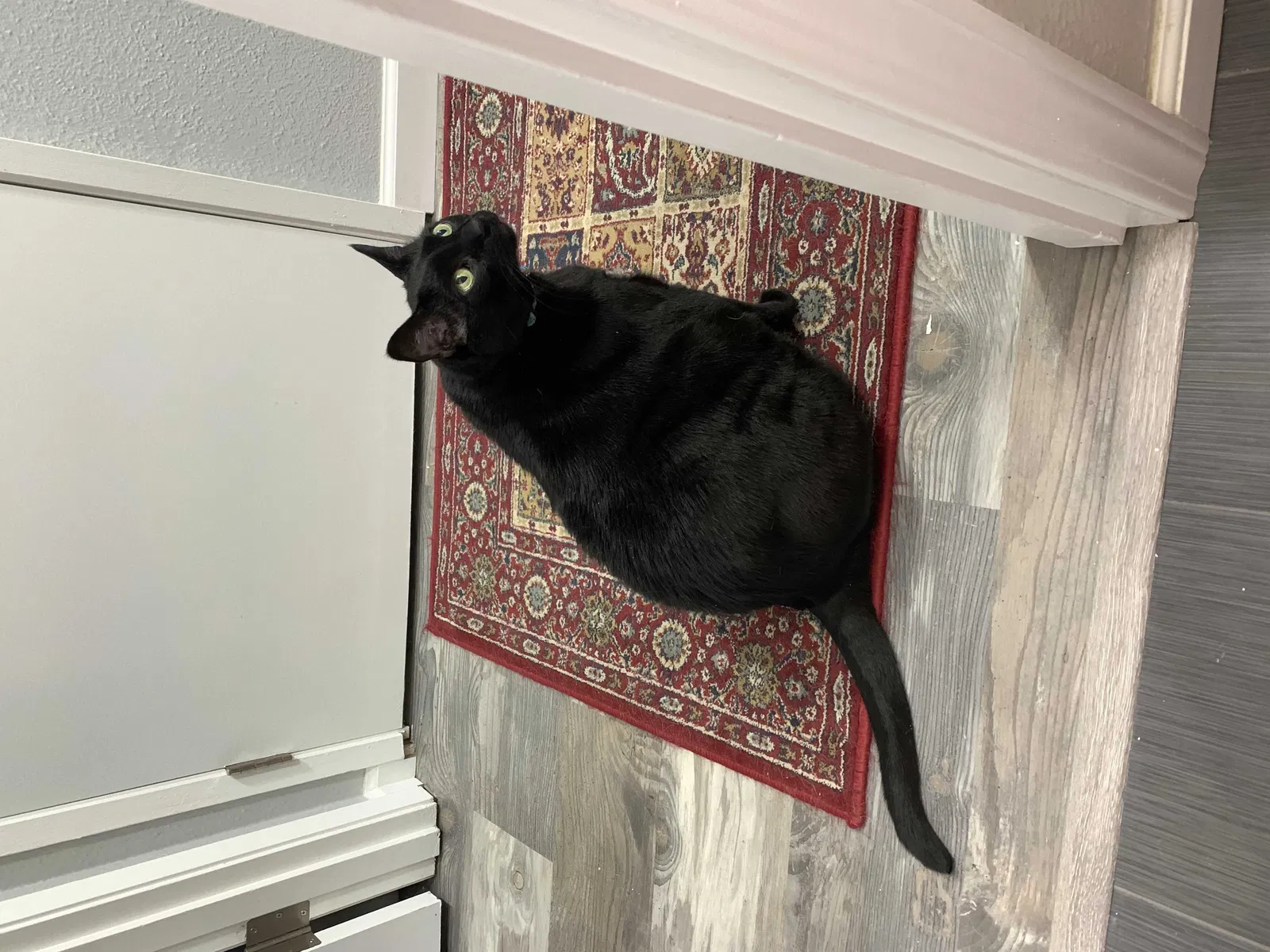 Lost cat in Gresham, OR, 97030