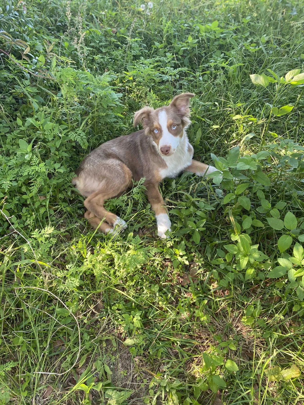 Lost dog in Pensacola, FL, 32505