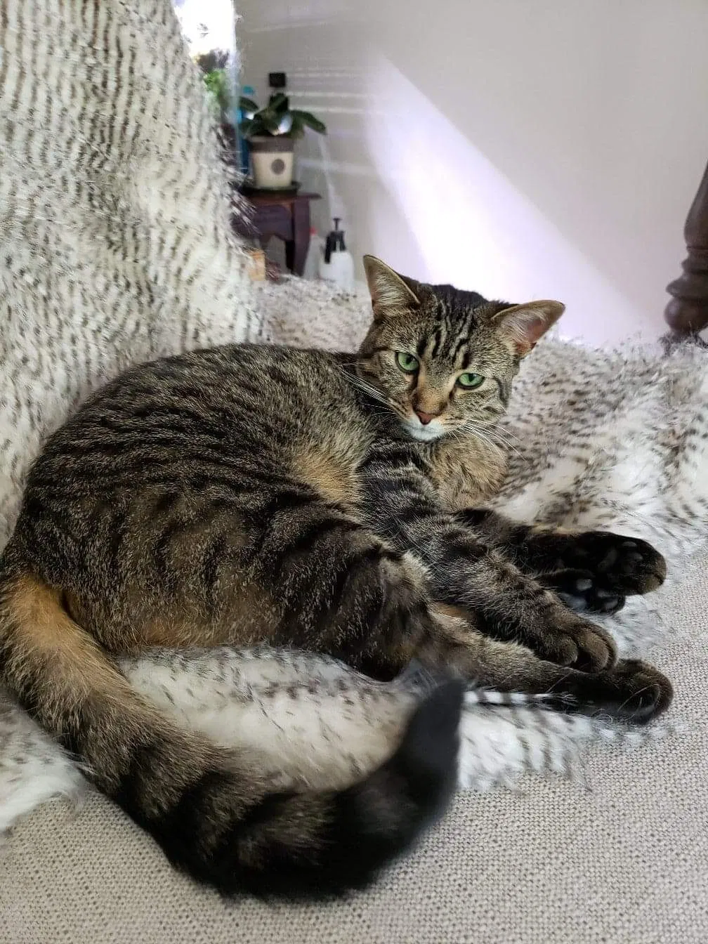 Lost cat in Rockville, MD, 20851