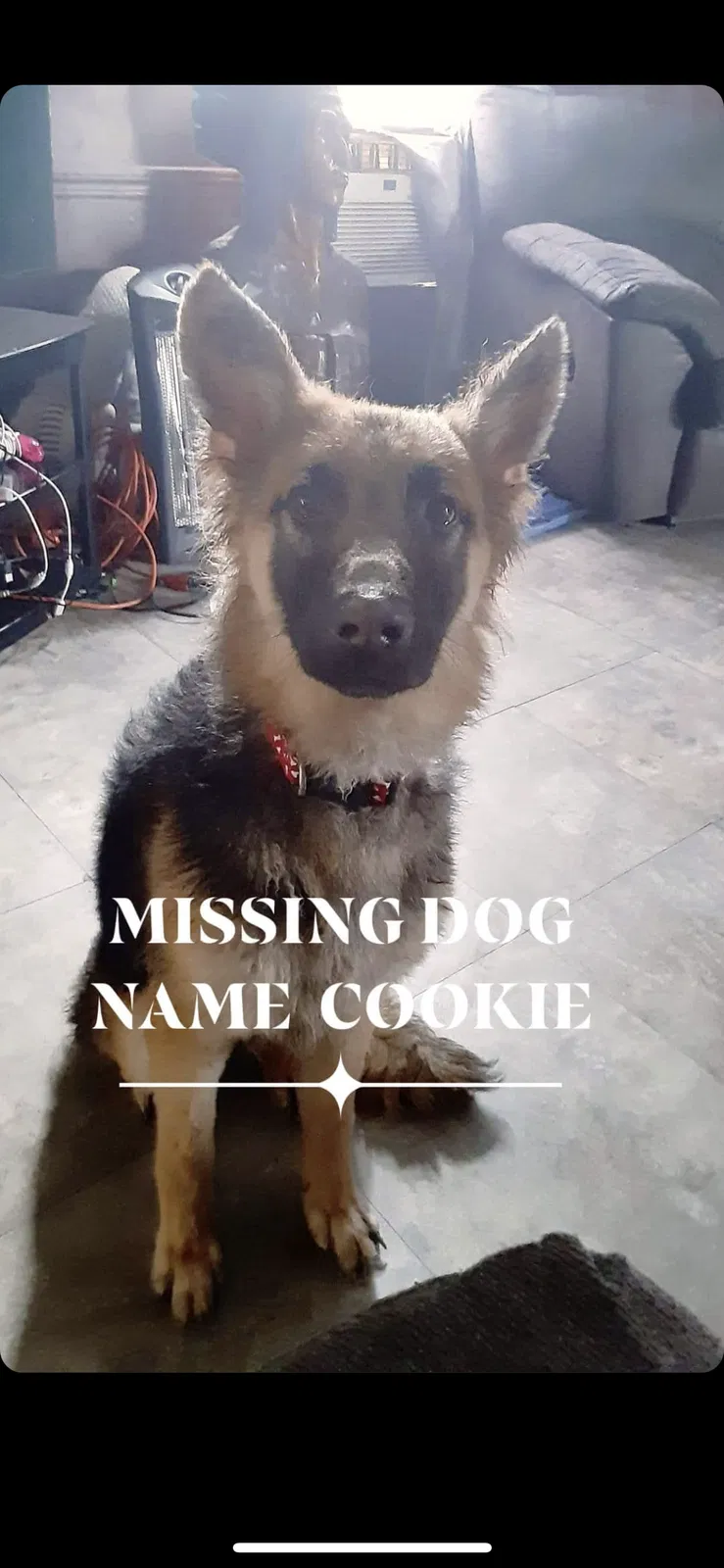 Lost dog in Gallatin, TN, 37066