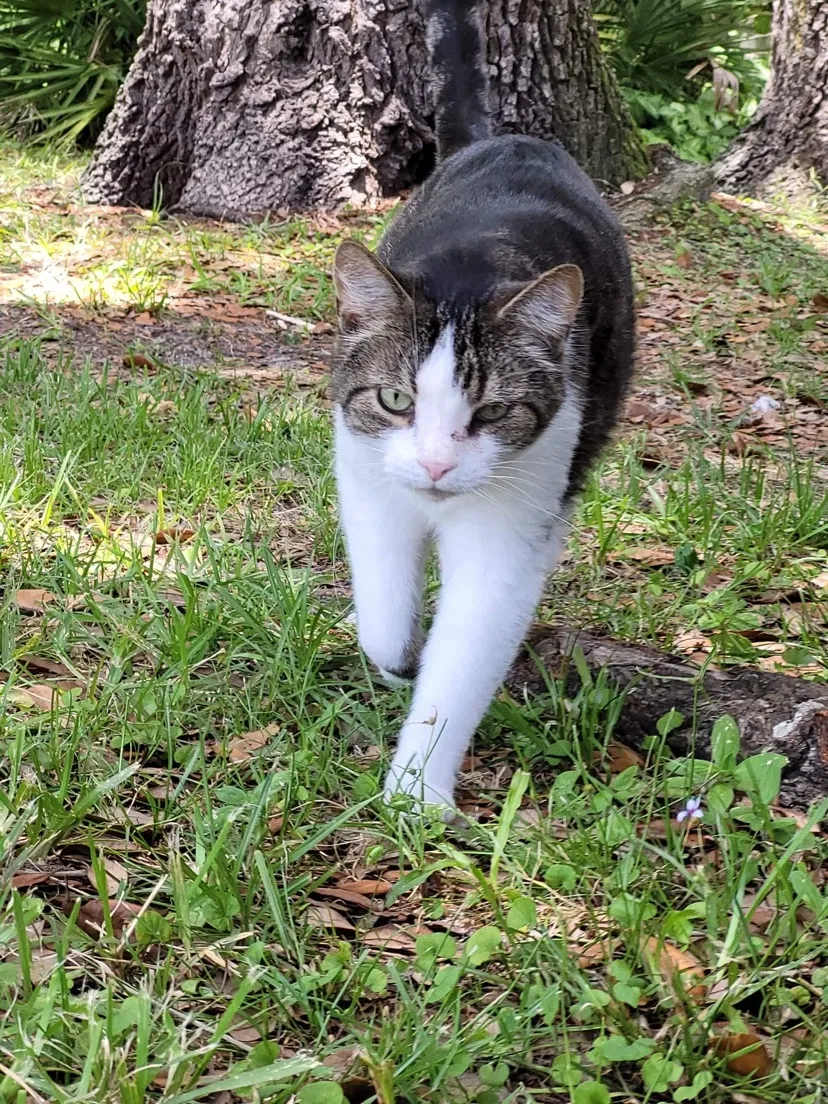 Lost cat in Jacksonville, FL, 32277