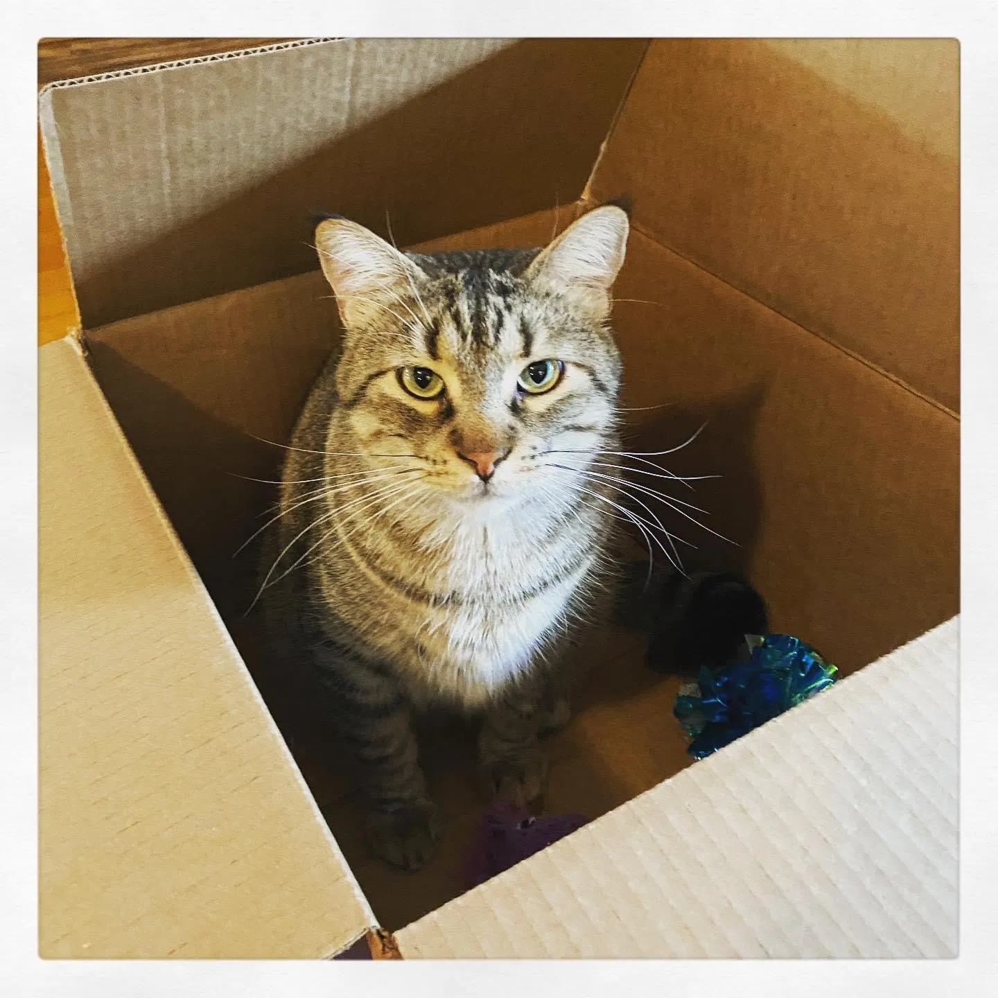 Lost cat in Dallas, TX, 75211