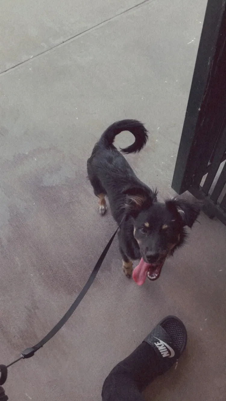 Lost dog in Norwalk, CA, 90650
