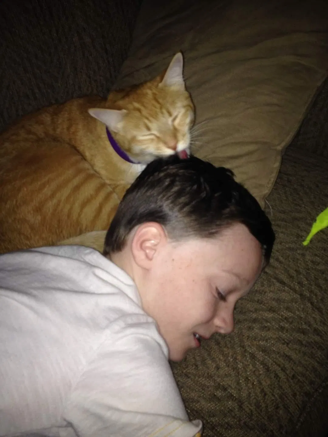 Lost cat in Mesa, AZ, 85212