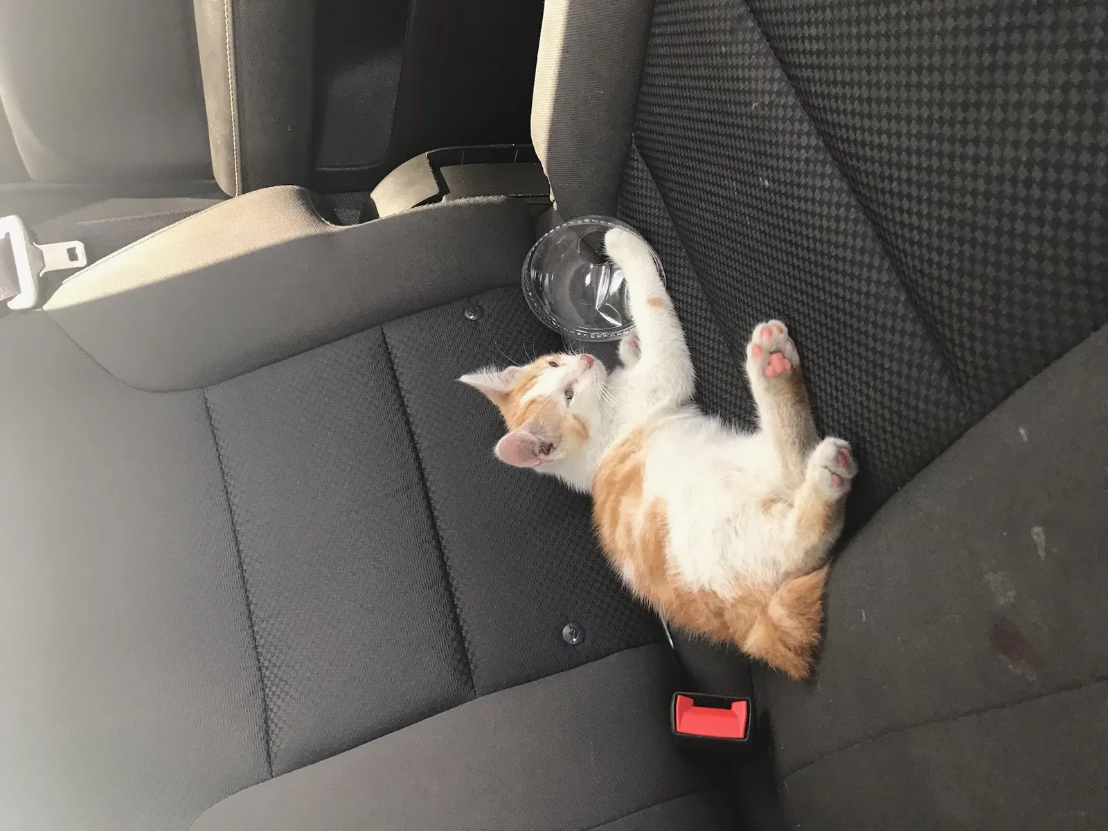 Lost cat in Angleton, TX, 77515