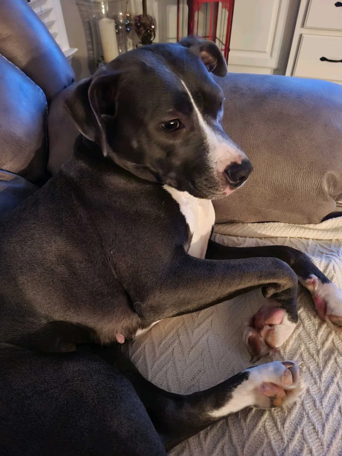 Lost dog in Burlington, NC, 27217
