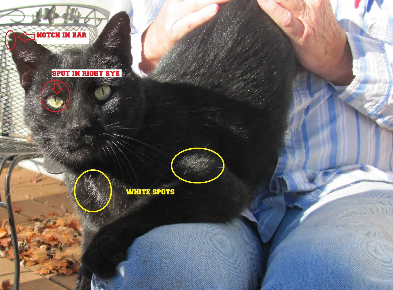 Lost cat in Kansas City, MO, 64118