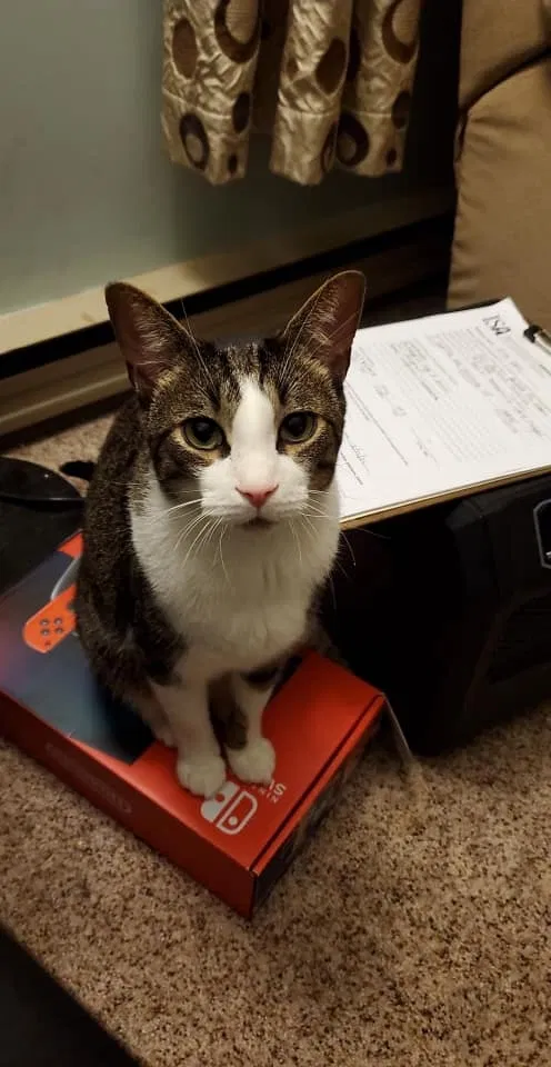 Lost cat in Annandale, NJ, 8801