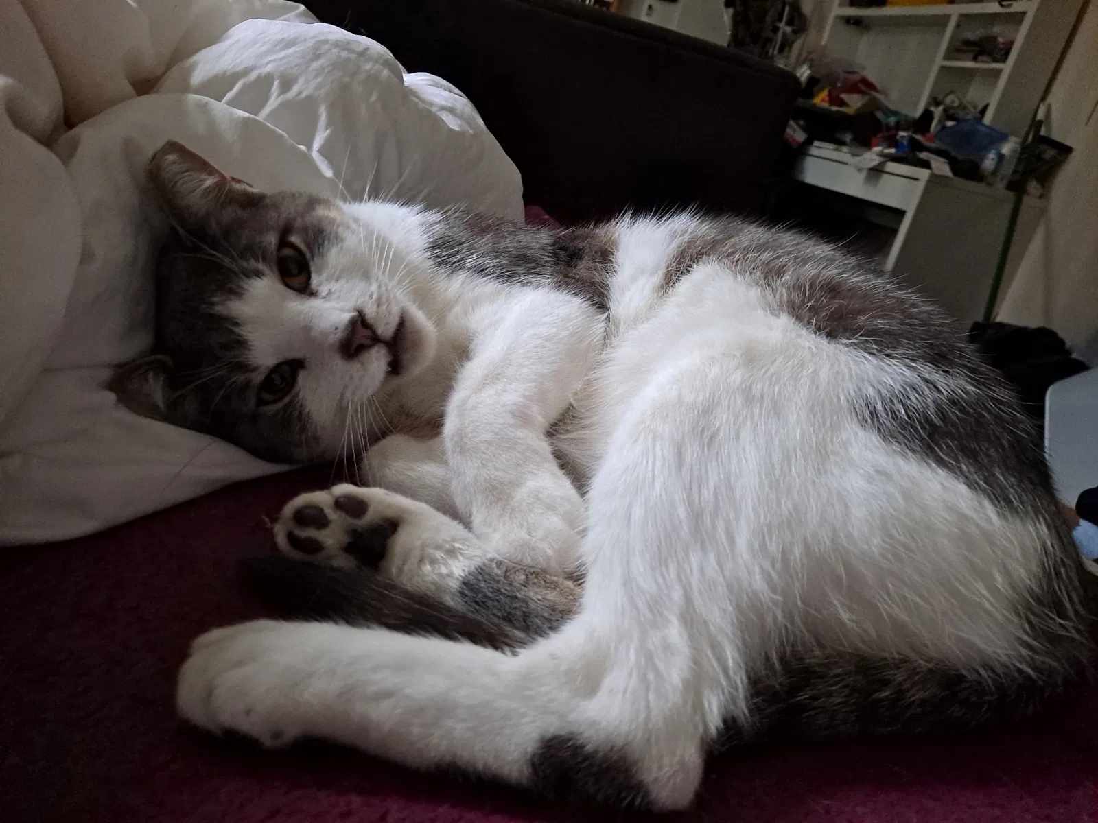 Lost cat in Hicksville, NY, 11801