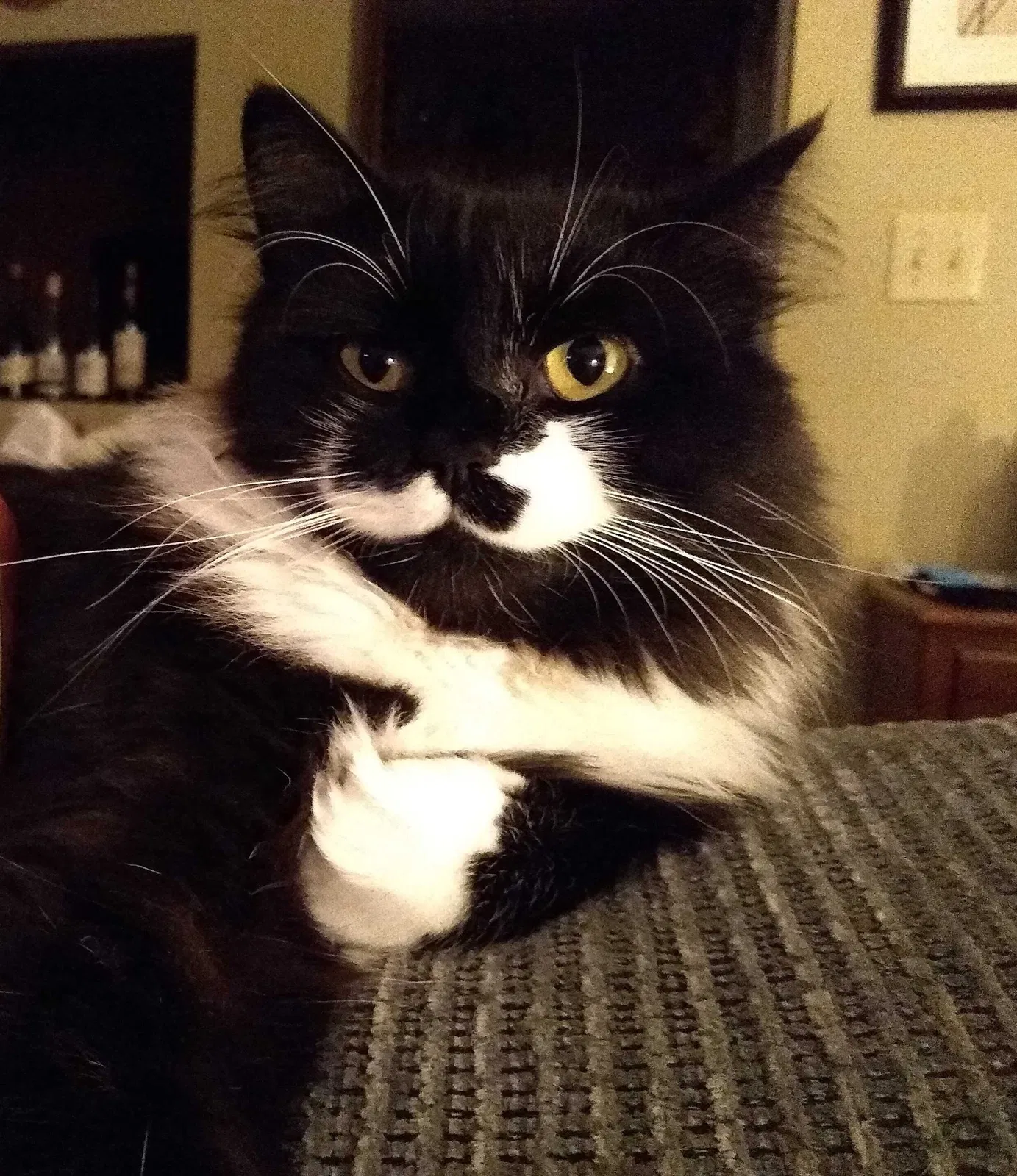 Lost cat in Oak Ridge, TN, 37830
