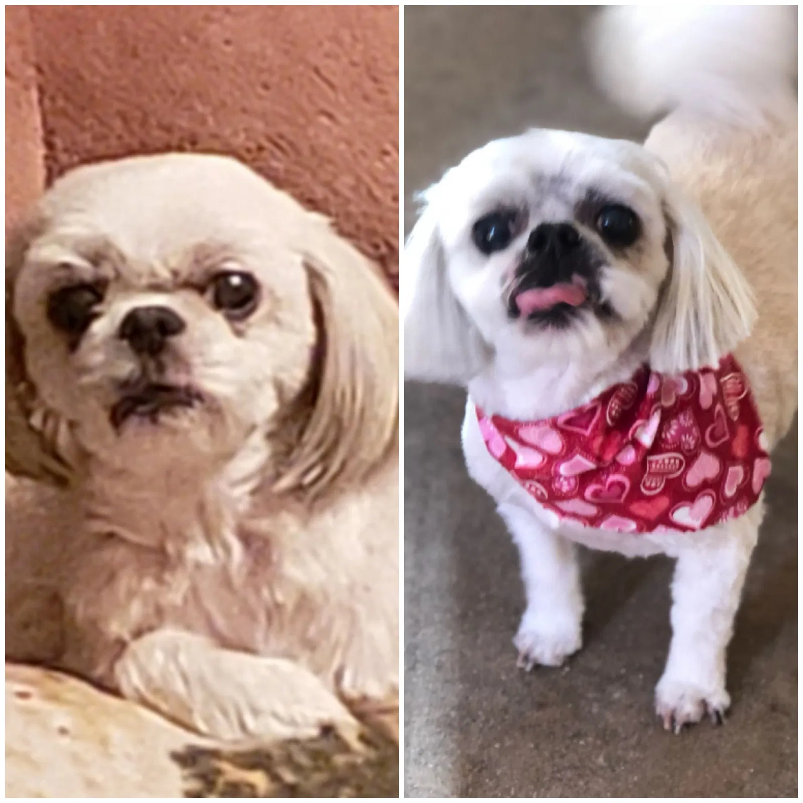 Lost dog in Temple, TX, 76502