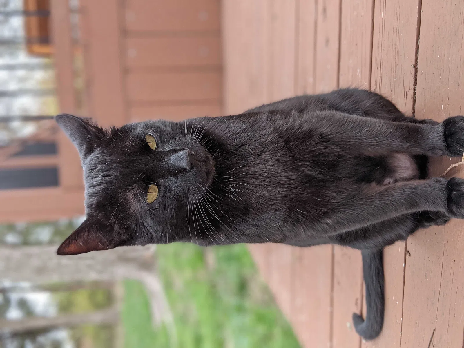 Lost cat in Mckinney, TX, 75071