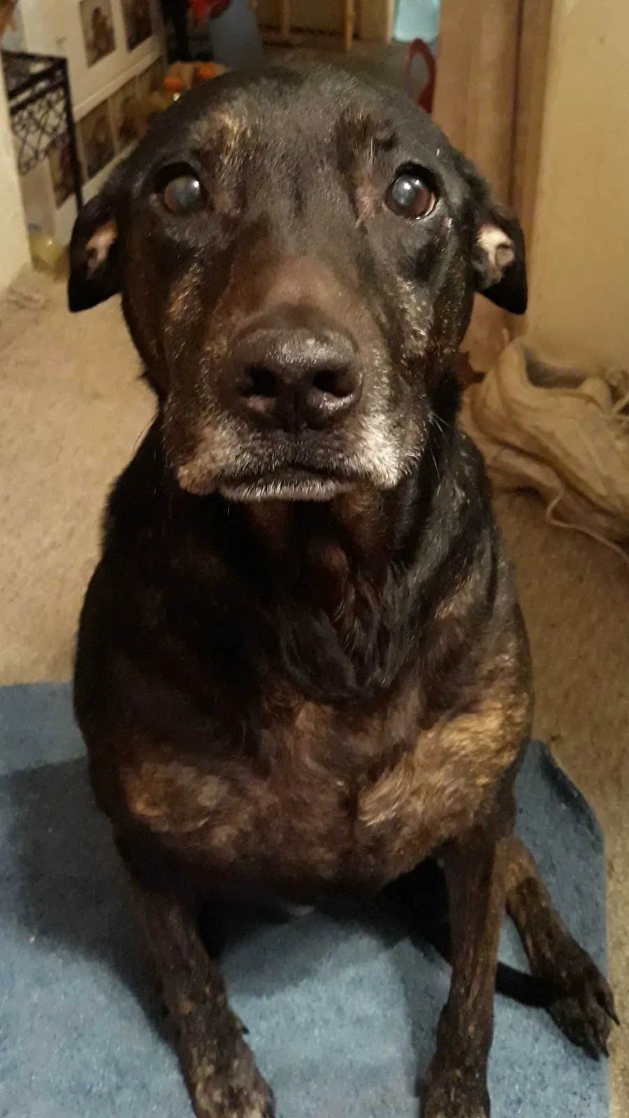 Lost dog in Spring Hill, FL, 34610