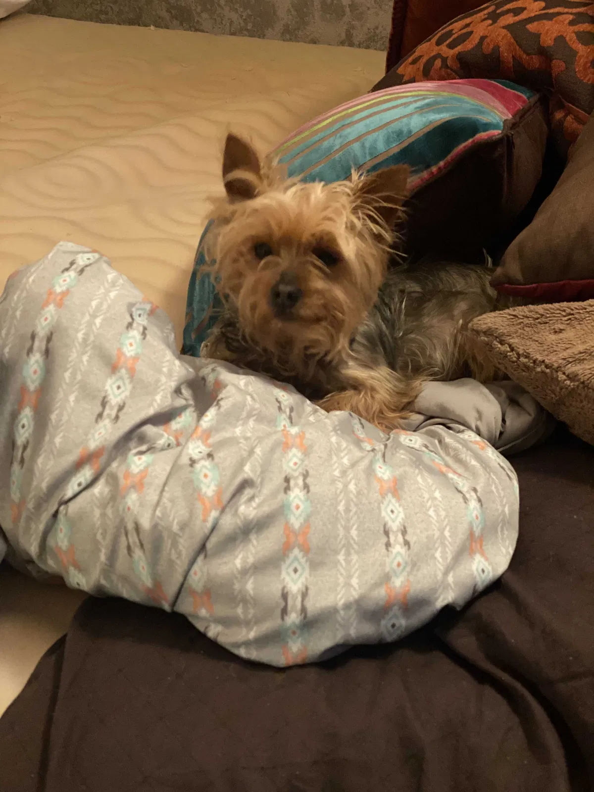 Lost dog in Wolfforth, TX, 79382