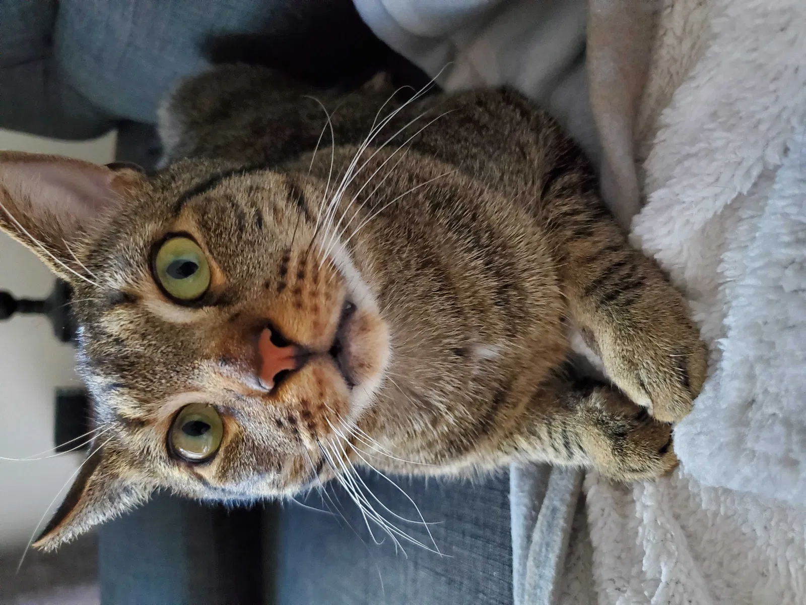 Lost cat in Nashua, NH, 3063