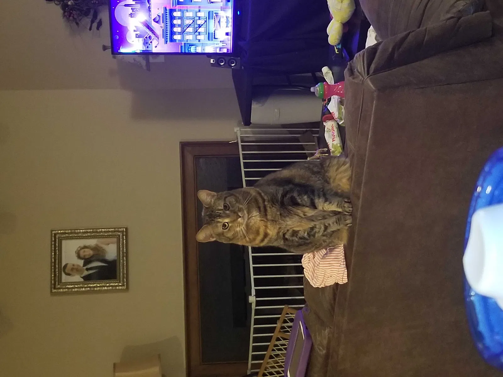 Lost cat in Columbus, OH, 43235