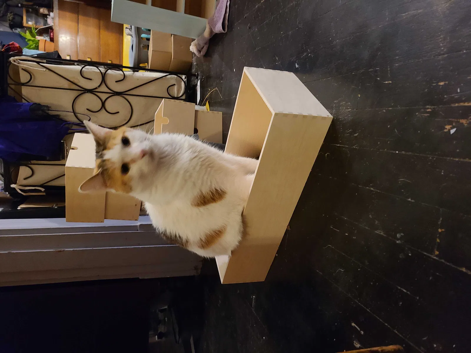 Lost cat in Pittsburgh, PA, 15202