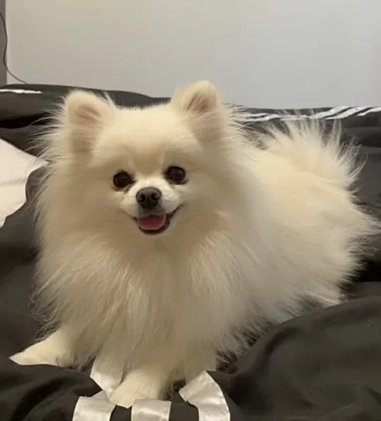 Lost dog in Sacramento, CA, 95842