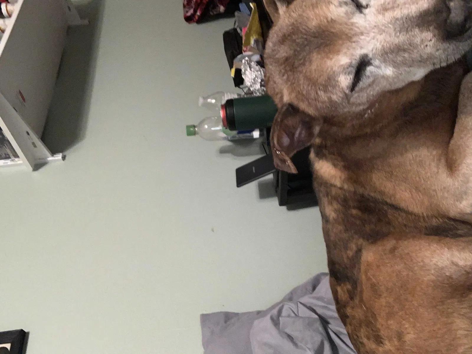 Lost dog in Shreveport, LA, 71106