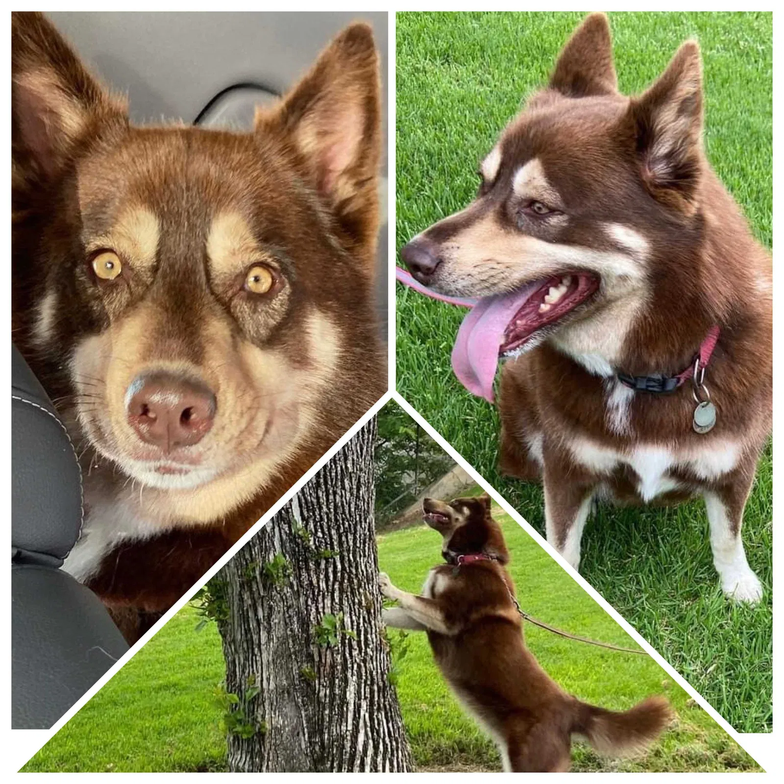 Lost dog in Whittier, CA, 90605