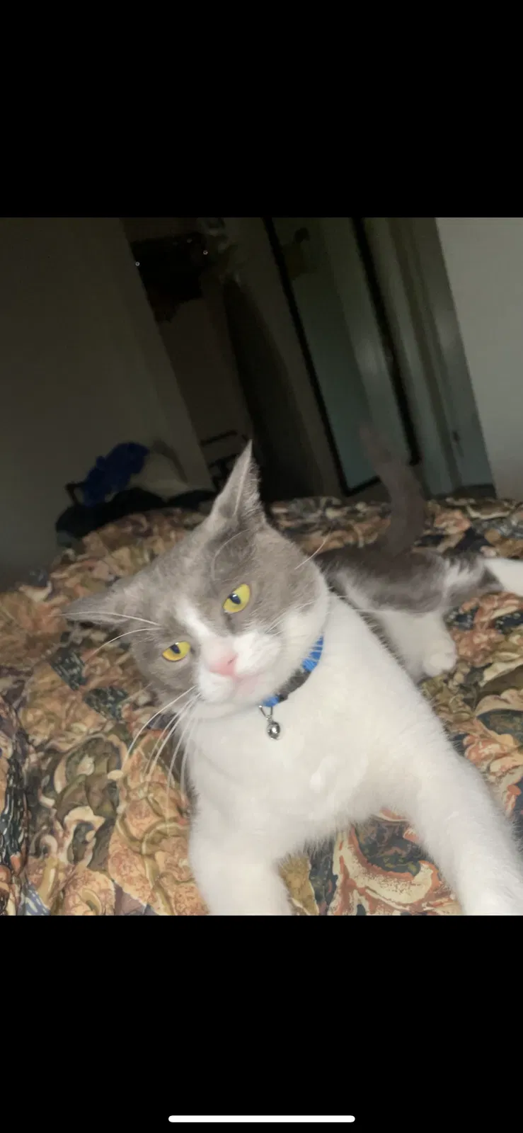 Lost cat in Columbus, OH, 43204