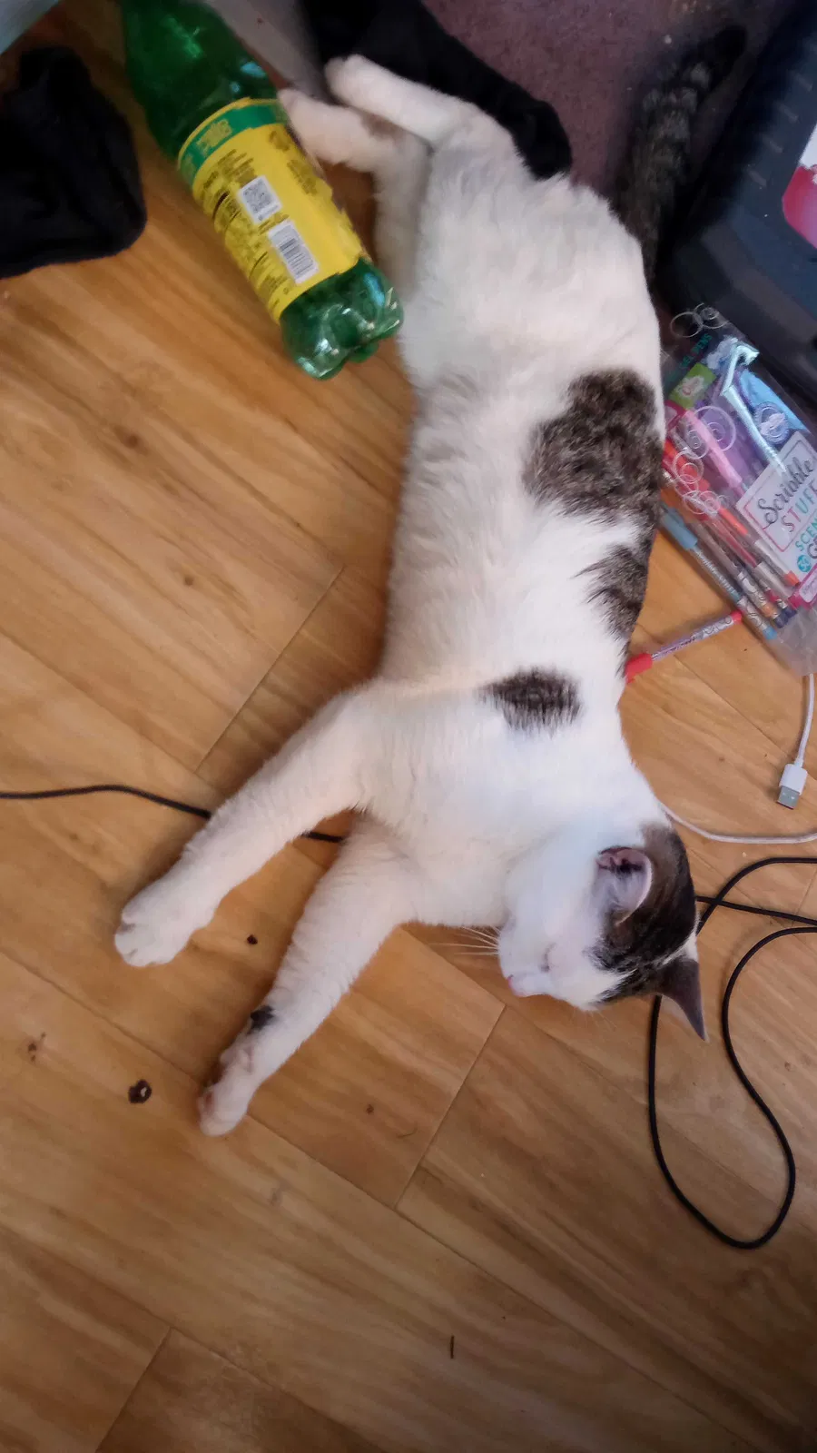 Lost cat in Candler, NC, 28715