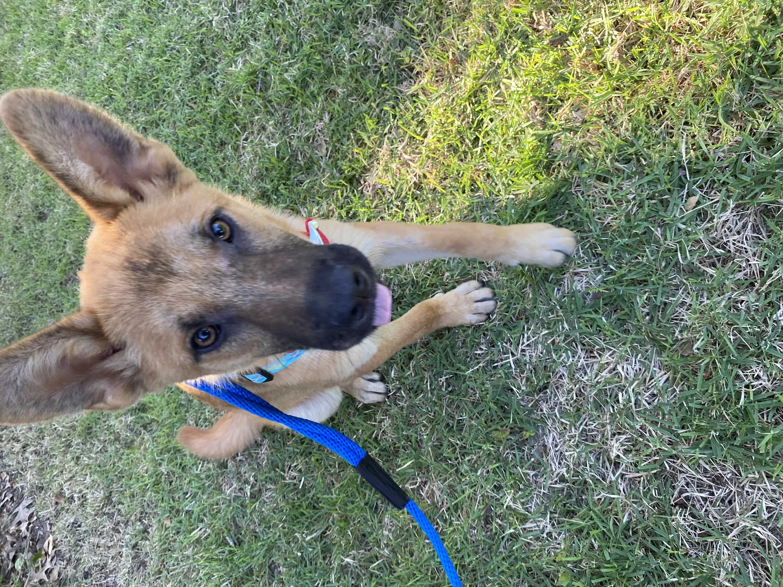 Found dog in Ridgeland, MS, 39157