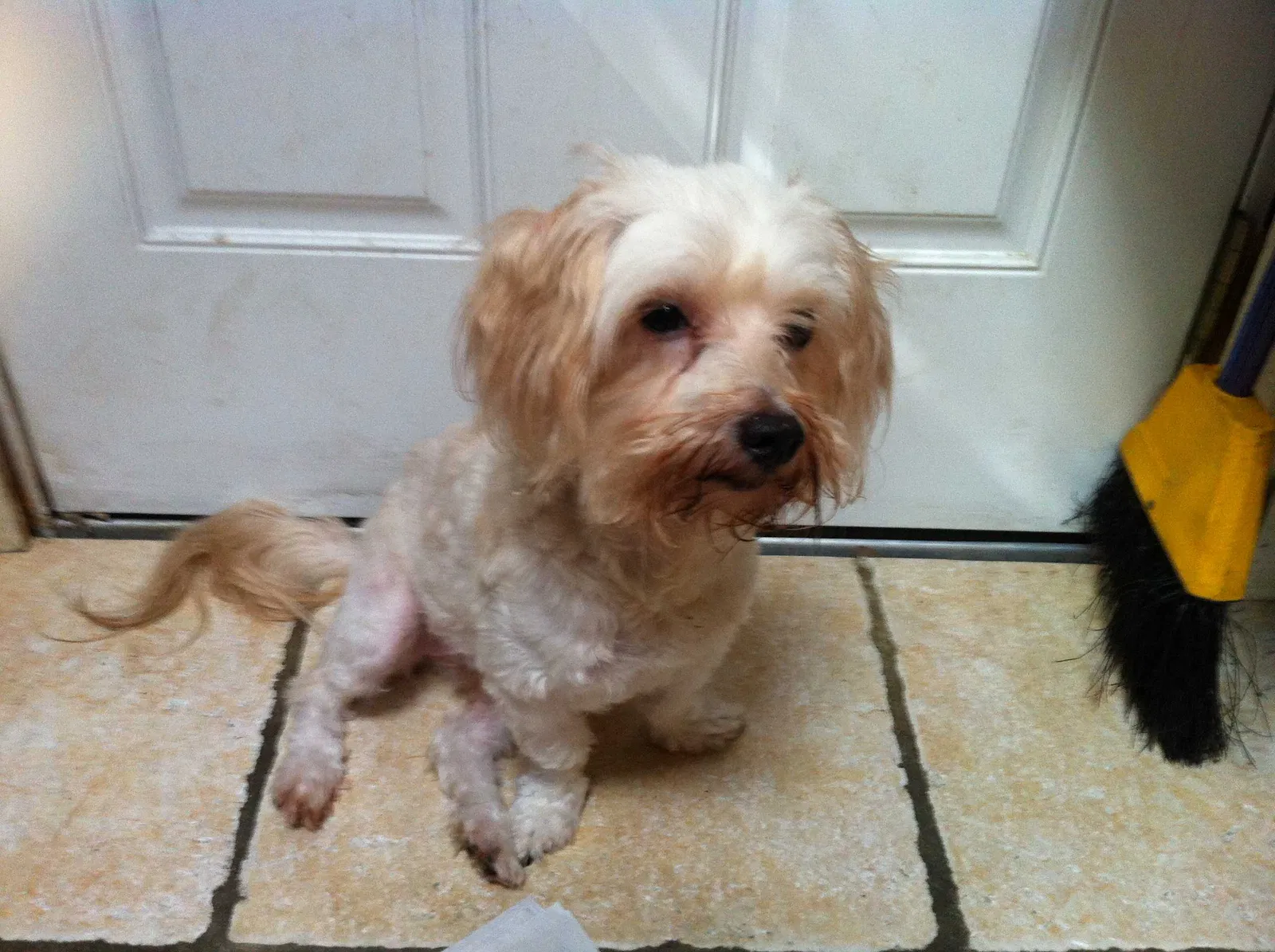 Lost dog in North Little Rock, AR, 72116