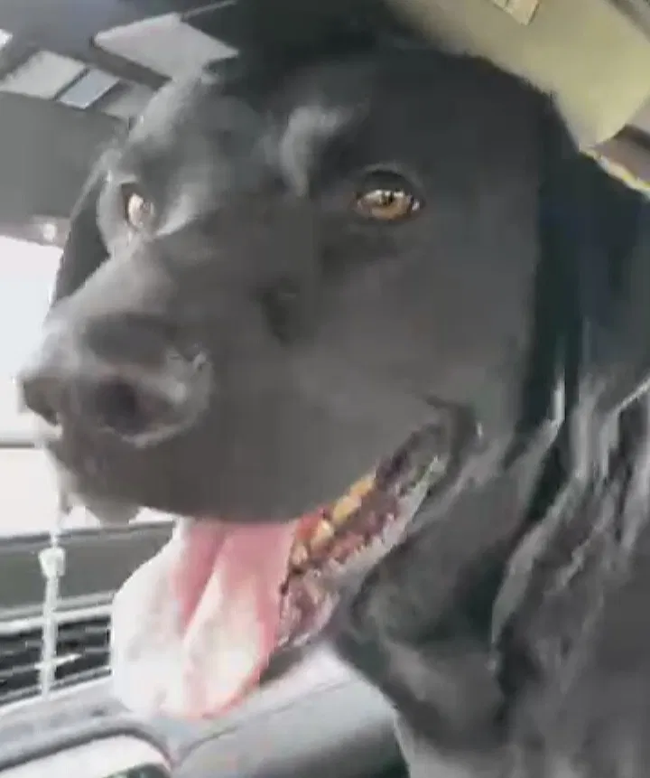Lost dog in Jamestown, ND, 58401